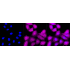 KD-Validated Phospho-CDC37 (S13) Rabbit mAb (20 μl)