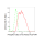 KD-Validated Phospho-Cdk2 (Y15) Rabbit mAb (20 μl)