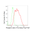 KD-Validated Phospho-Cdk2 (Y15) Rabbit mAb (20 μl)