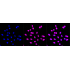 KD-Validated AP1G1 Rabbit mAb (20 μl)