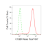 KD-Validated C1QBP Rabbit mAb (20 μl)