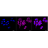 KD-Validated C1QBP Rabbit mAb (20 μl)