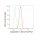KD-Validated CLSTN1 Rabbit mAb (20 μl)