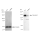 KD-Validated CLSTN1 Rabbit mAb (20 μl)