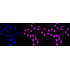 KD-Validated COPS3 Rabbit mAb (20 μl)