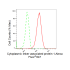 KD-Validated CLASP1 Rabbit mAb (20 μl)