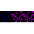 KD-Validated CLASP1 Rabbit mAb (20 μl)