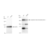 KD-Validated CLASP1 Rabbit mAb (20 μl)