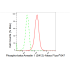 KD-Validated Phospho-ARRB1 (S412) Rabbit mAb (20 μl)