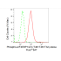 KD-Validated Phospho-eIF4EBP1/2/3 (T46+T46+T32) Rabbit mAb (20 μl)