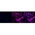 KD-Validated Phospho-eIF4EBP1/2/3 (T46+T46+T32) Rabbit mAb (20 μl)