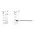 KD-Validated Phospho-eIF4EBP1/2/3 (T46+T46+T32) Rabbit mAb (20 μl)