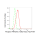 KD-Validated Phospho-PRAS40 (T246) Rabbit mAb (20 μl)