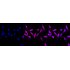KD-Validated Phospho-PRAS40 (T246) Rabbit mAb (20 μl)