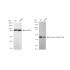 KD-Validated Phospho-PRAS40 (T246) Rabbit mAb (20 μl)