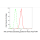 KD-Validated ARHGAP5 Rabbit mAb (20 μl)