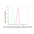 KD-Validated ARHGAP5 Rabbit mAb (20 μl)
