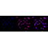 KD-Validated ARHGAP5 Rabbit mAb (20 μl)