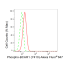 KD-Validated Phospho-BCAR1 (Y410) Rabbit mAb (20 μl)