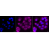 KD-Validated Atg16L1 Rabbit mAb (20 μl)
