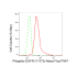 KD-Validated Phospho-EGFR (Y1173) Rabbit mAb (20 μl)