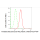 KD-Validated APLP2 Rabbit mAb (20 μl)