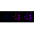 KD-Validated APLP2 Rabbit mAb (20 μl)
