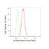 KD-Validated ATP7B Rabbit mAb (20 μl)