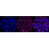 KD-Validated ATP7B Rabbit mAb (20 μl)