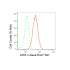 KD-Validated APPL1 Rabbit mAb (20 μl)
