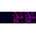 KD-Validated APPL1 Rabbit mAb (20 μl)