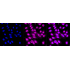KD-Validated APPL1 Rabbit mAb (20 μl)