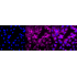 KD-Validated KIF5B Rabbit mAb (20 μl)