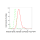KD-Validated KIF23 Rabbit mAb (20 μl)