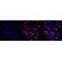 KD-Validated KIF23 Rabbit mAb (20 μl)