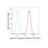 KD-Validated cleaved Caspase-9 Rabbit mAb (20 μl)