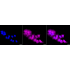 KD-Validated cleaved Caspase-9 Rabbit mAb (20 μl)