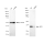 KD-Validated APE1 Rabbit mAb (20 μl)