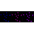 KD-Validated NUDT1 Rabbit mAb (20 μl)