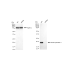 KD-Validated NUDT1 Rabbit mAb (20 μl)
