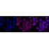 KD-Validated OSBPL1A Rabbit mAb (20 μl)