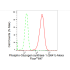 KD-Validated Phospho-GYS1 (S641) Rabbit mAb (20 μl)
