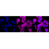 KD-Validated Phospho-GYS1 (S641) Rabbit mAb (20 μl)