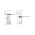 KD-Validated Phospho-Src (Y419) Rabbit mAb (20 μl)