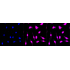 KD-Validated Phospho-PKCA (T638) Rabbit mAb (20 μl)