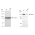 KD-Validated RAD50 Rabbit mAb (20 μl)