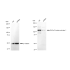 KD-Validated RASA1 Rabbit mAb (20 μl)