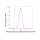 KD-Validated Phospho-Smad2 (S250) Rabbit mAb (20 μl)