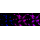 KD-Validated Phospho-Smad2 (S250) Rabbit mAb (20 μl)