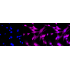 KD-Validated Phospho-Smad2 (S250) Rabbit mAb (20 μl)
